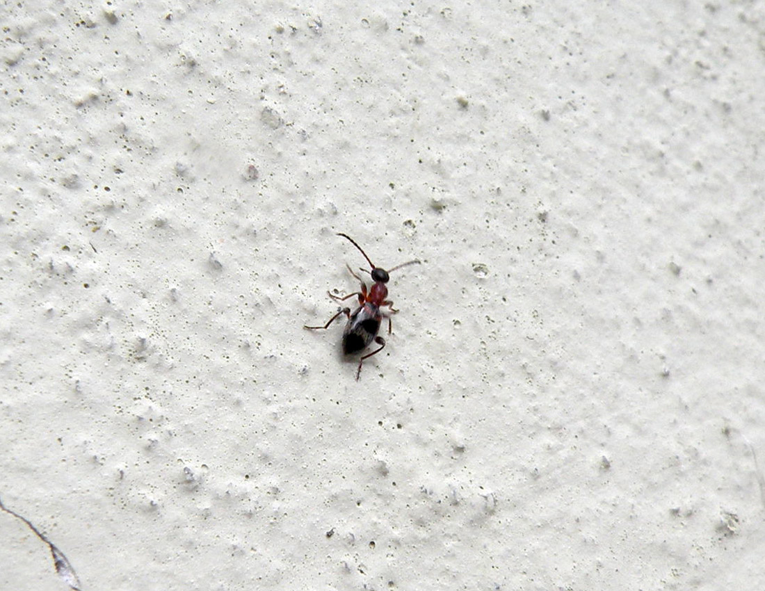 Strana formica... se formica... No. Anthelephila pedestris